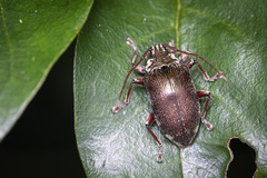 Blapsilon austrocaledonicum
