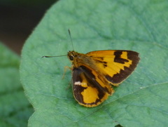 Pardaleodes incerta incerta