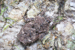 Eurymorphopus bolivariensis