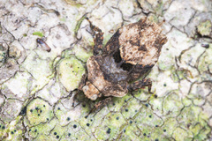 Eurymorphopus bolivariensis