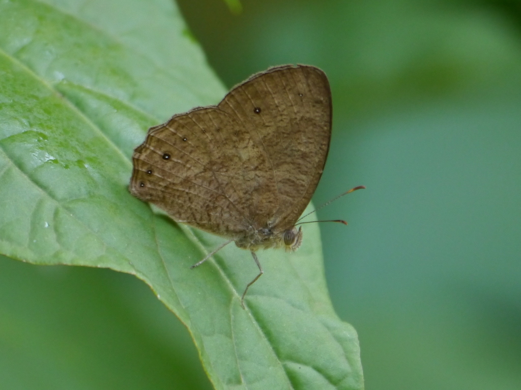 Jeffery's Bush-brown