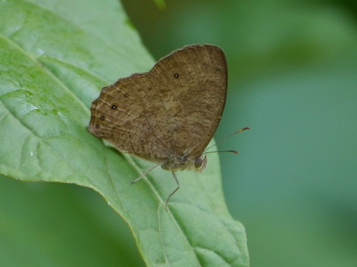Jeffrey’s Bush Brown