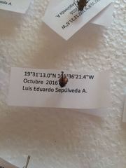 Hippodamia convergens