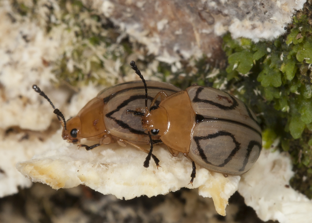 Iphiclus conspicillatus