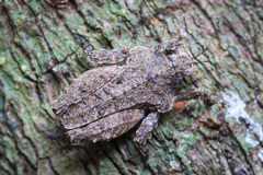 Eurymorphopus bolivariensis