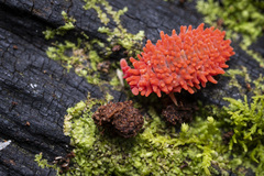 Caledonimeria mirabilis