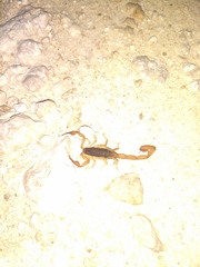 Centruroides ochraceus