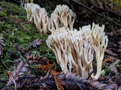 Ramaria acrisiccescens