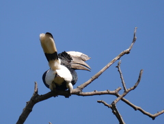 Bycanistes subcylindricus