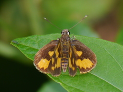 Pardaleodes incerta incerta