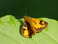 Pardaleodes incerta incerta