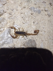 Centruroides ochraceus