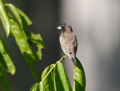 Spermestes cucullata