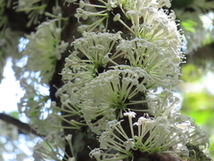 Phaleria clerodendron