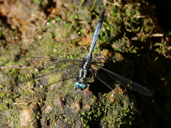 Libellulidae