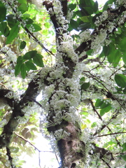 Phaleria clerodendron