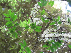 Phaleria clerodendron