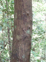 Phaleria clerodendron