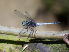 Libellulidae