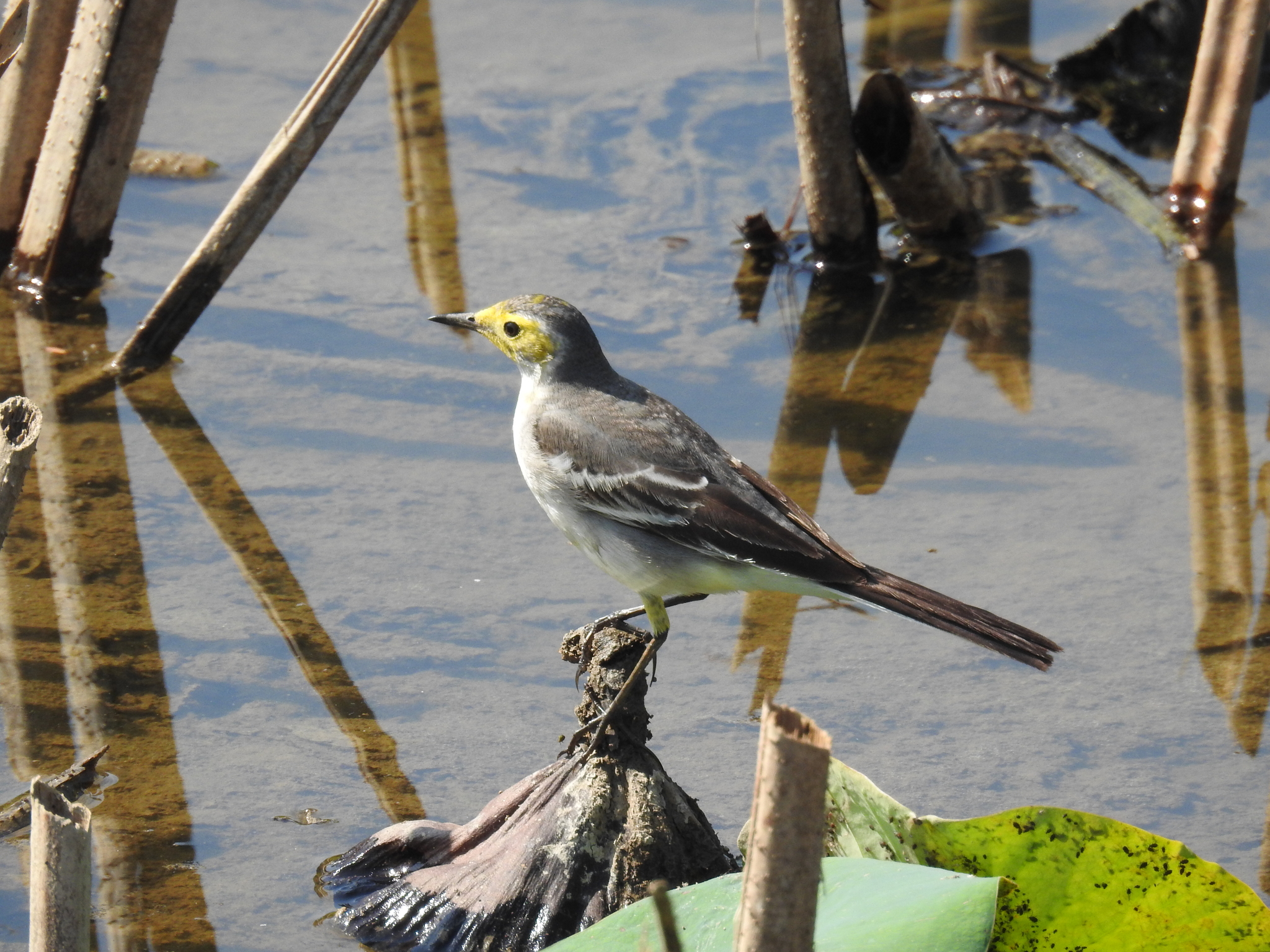 Citrine Wagtail