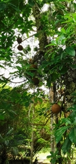 Couroupita guianensis