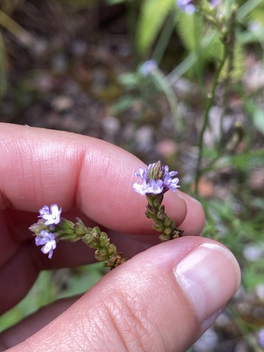 Verbena litoralis observed 2025-09-12