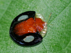 Aspidimorpha togata