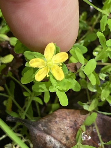 Hypericum mutilum observed 2025-09-12