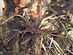 Dichanthelium depauperatum