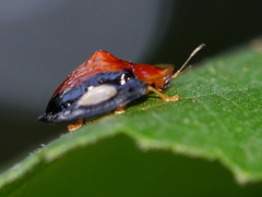 Aspidimorpha togata