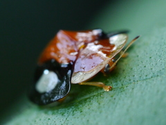 Aspidimorpha togata