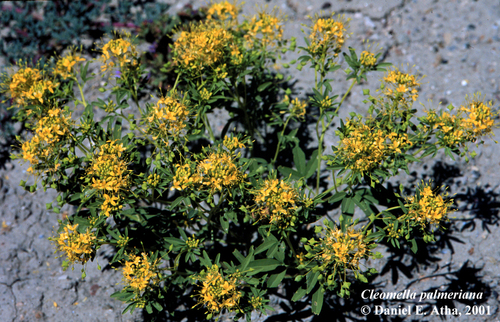 Rocky Mountain Stickweed (Cleomella palmeriana)