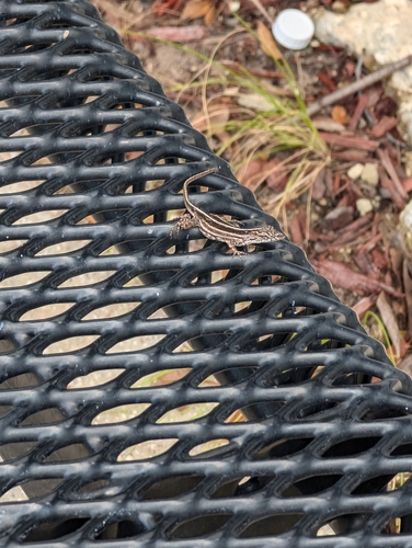 Brown Anole
