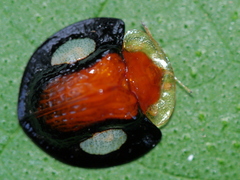 Aspidimorpha togata