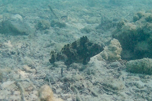 Epinephelus miliaris observed 2024-09-06