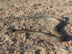 Hypsiglena ochrorhynchus klauberi