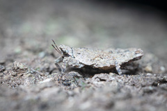 Eurymorphopus bolivariensis