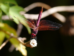 Trithemis annulata