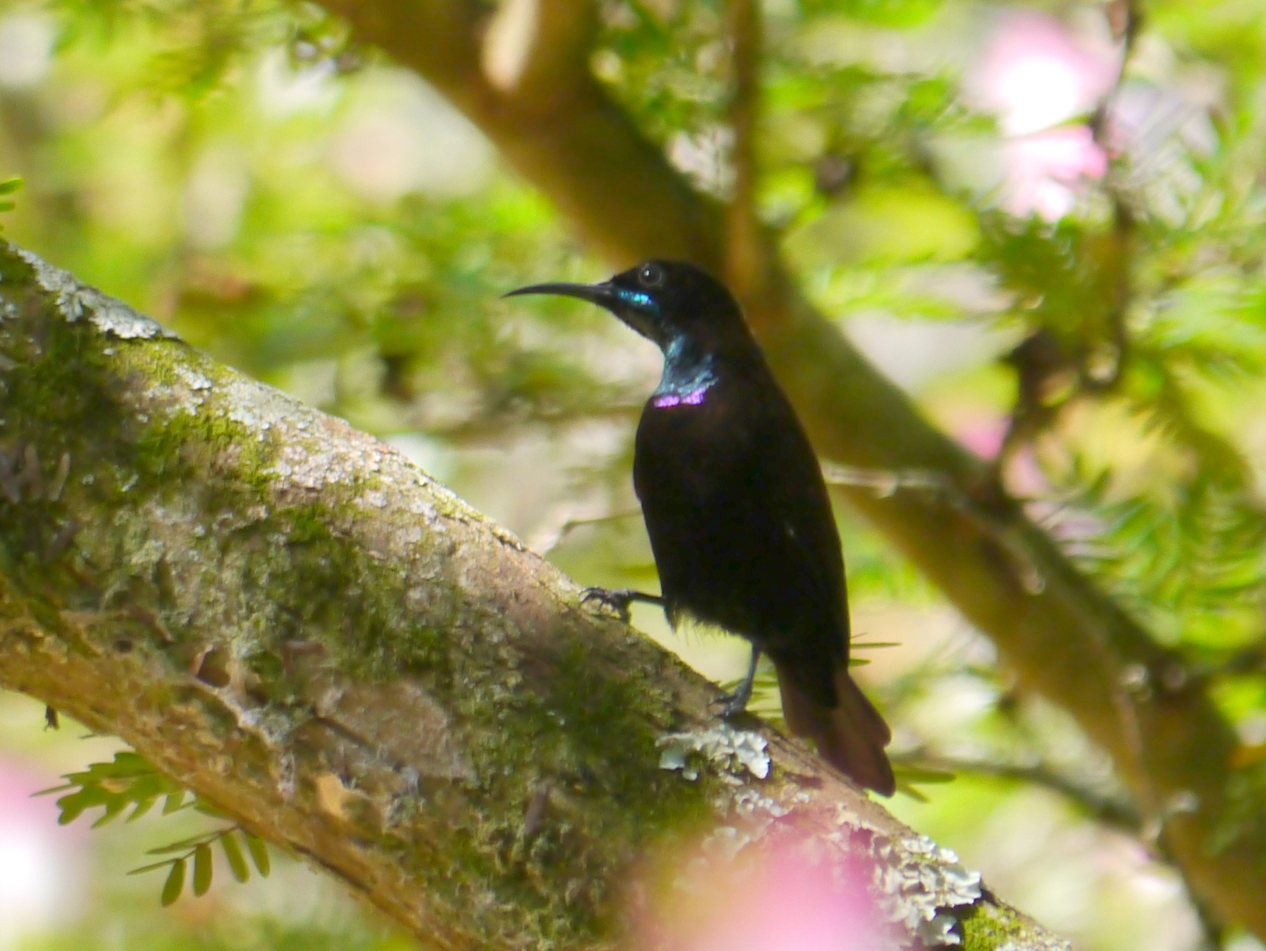 Green-throated Sunbird (Chalcomitra rubescens), photo 4