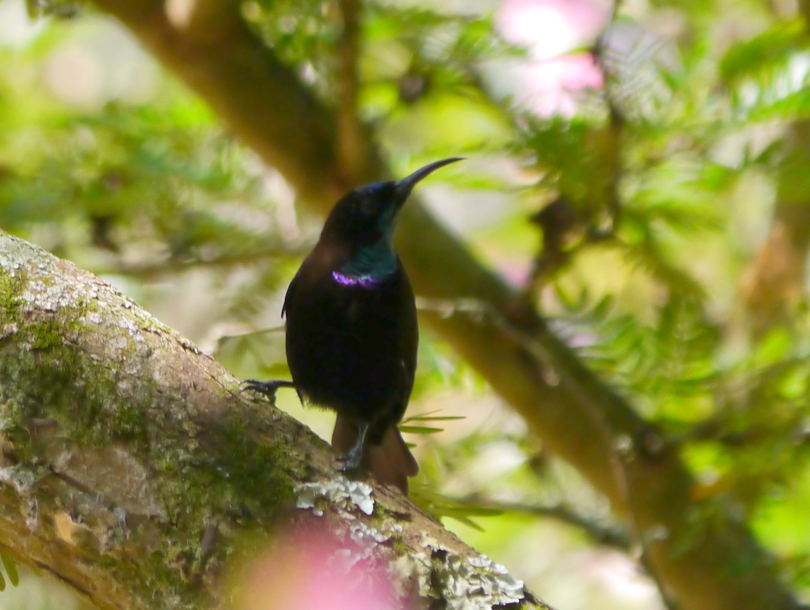 Green-throated Sunbird (Chalcomitra rubescens), photo 5