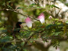 Chalcomitra senegalensis