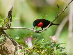 Chalcomitra senegalensis