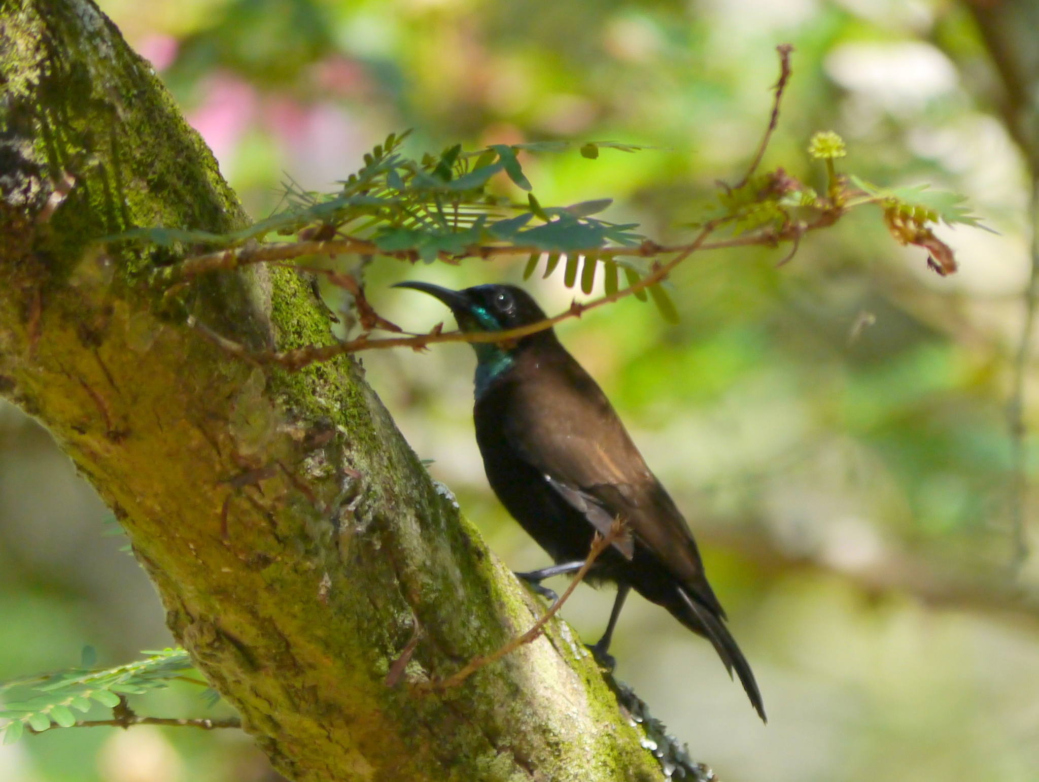 Green-throated Sunbird (Chalcomitra rubescens), photo 9