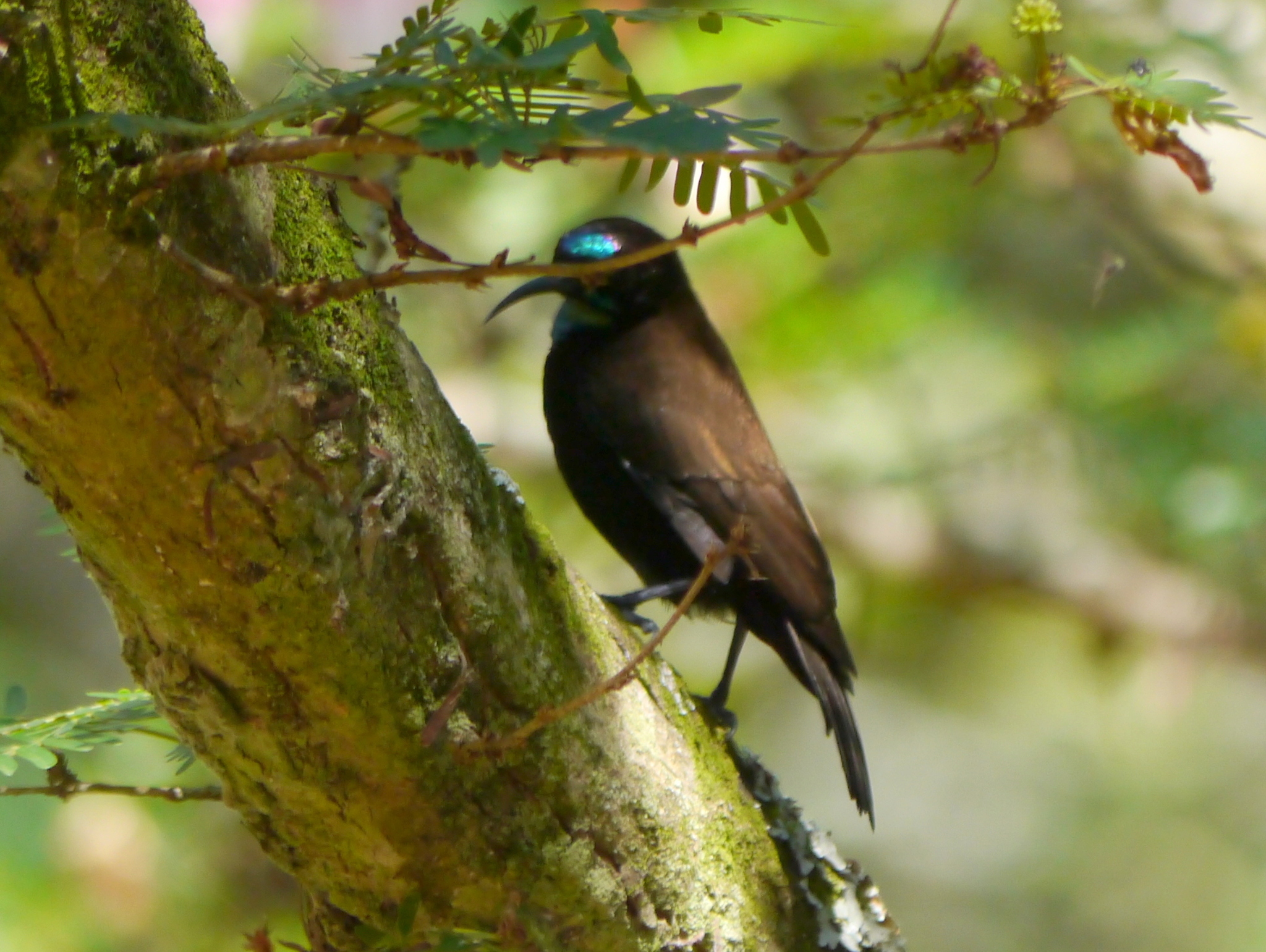 Green-throated Sunbird (Chalcomitra rubescens), photo 8