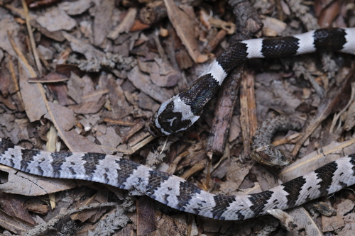 Mexican Lyre Snake