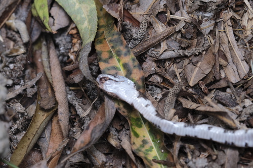 Mexican Lyre Snake