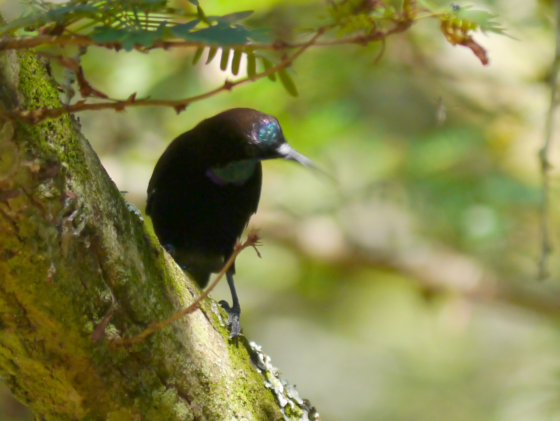 Green-throated Sunbird (Chalcomitra rubescens), photo 7