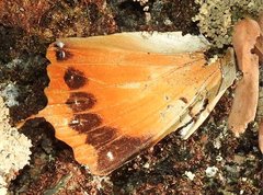 Charaxes marmax