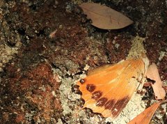 Charaxes marmax