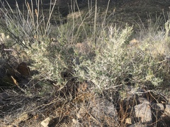 Galium stellatum eremicum